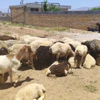 میش داشتی|حیوانات مزرعه|حسن آباد, |دیوار