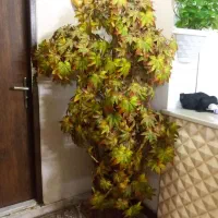 درختچه  پاییزی مصنوعی