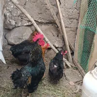 مرغ و خروس