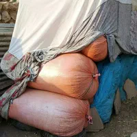 کاه عدس و کاه نخد