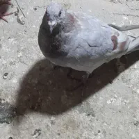 کبوتر لای نر