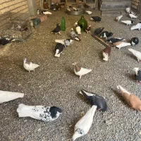 فروش کبوتر