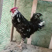 مرغ. خروس. جوجه