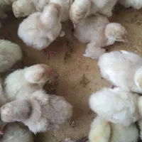 جوجه بوقلمون یک روزه