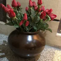 گل رز غنچه