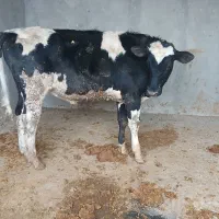 گوساله نر|حیوانات مزرعه|قزوین, |دیوار