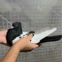 ماده سینه سیاه