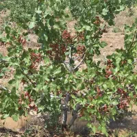 فروش باغچه با میوه با سند تک برگ متری1/200