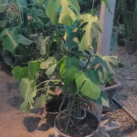 گل طبیعی|گل و گیاه طبیعی|مشهد, فرهنگ|دیوار