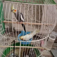 عروس هلندی با سه عددجوجه