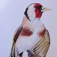 سهره طلایی نر