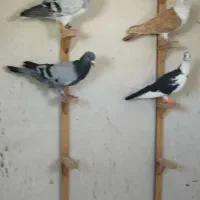 رنگه و ابلغ