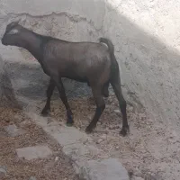 سه عدد نری شهری چاق