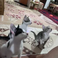 سرپرستی بچه گربه دوماهه