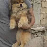 سگ پامرانین خرسی ماده