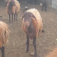 تعداد میش همو هترو اصل بایک عدد قوچ همو