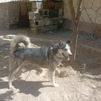 سگ هاسکی