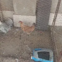 جوجه محلی