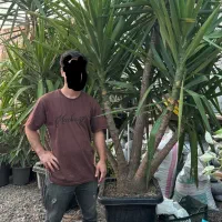 لیست انواع گیاه گلخونه طراوت
