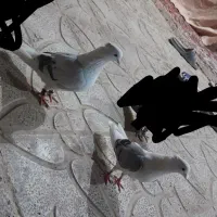 کبوتر