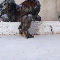 سه عدد خروس برهمابلو کینگ سایز
