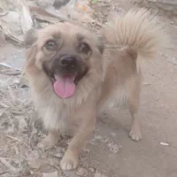 سگ پا کوتاه