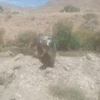 بز نر