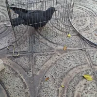 کفتر|پرنده|کرمان, |دیوار