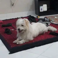معاوضه میکنم