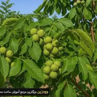 فروش-باغ-گردو-ورودی-محمود-آباد-یاسوج