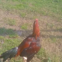 ۱مرغ ۲خروس اصیل قیمت مناسب لانه ریگان