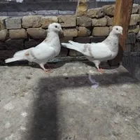 غاز‌کبوتر‌پاکستانی‌کله‌سیاه|پرنده|اردکان, |دیوار
