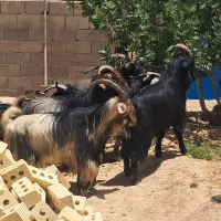 چپش یا چکل چاق مصرف عید قربان