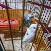 مرغ عشق با قفس