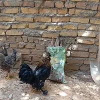 خروس