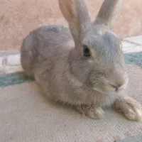 خرگوش  خانگی