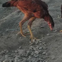 جوجه لاری پنج ماهه