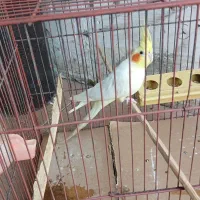 عروس نر