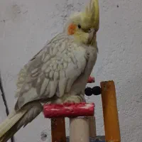 عروس هلندی در رنگ های متفاوت