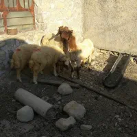 بره