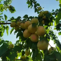 زردآلو تازه شیرین آبدار