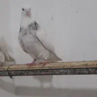 کبوتر طوقی هفت رنک