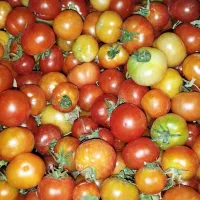 گوجه|خدمات باغبانی و درختکاری|ثلاث باباجانی, |دیوار