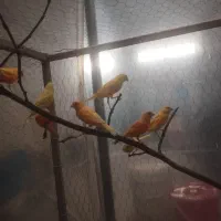 قناری جفت و جوجه