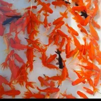 ماهی قرمز گلدفیش