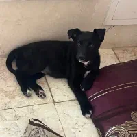 توله سگ ژرمن میکس 5