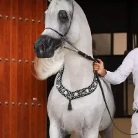 باشگاه سوارکاری آذرخش