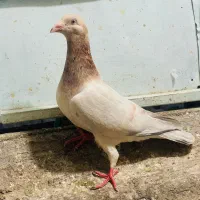 کفتر