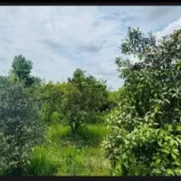 زمین باغی با کاربری مسکونی