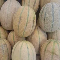 طالبی طارم رقم جانان و بارسا